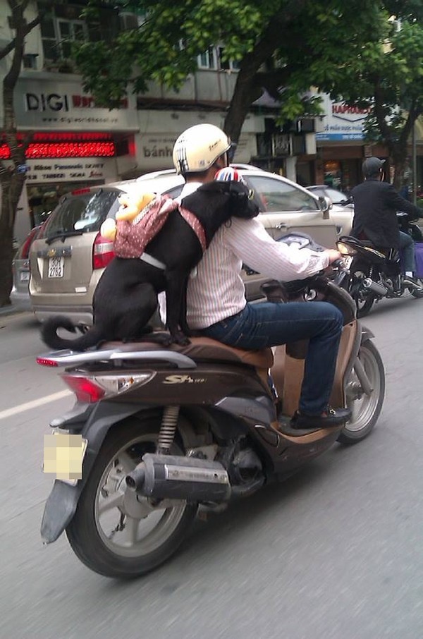 Mối nguy Thuê xe máy Tuy Hoà Phú Yên chở chó trên xe máy (3)